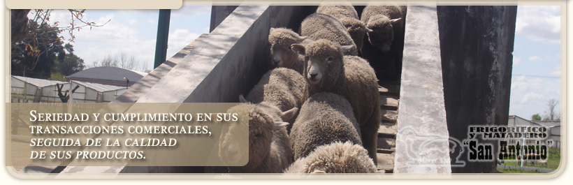 Exportación de Corderos y Ovejas, Lechones y Cochinillos Frigorífico San Antonio