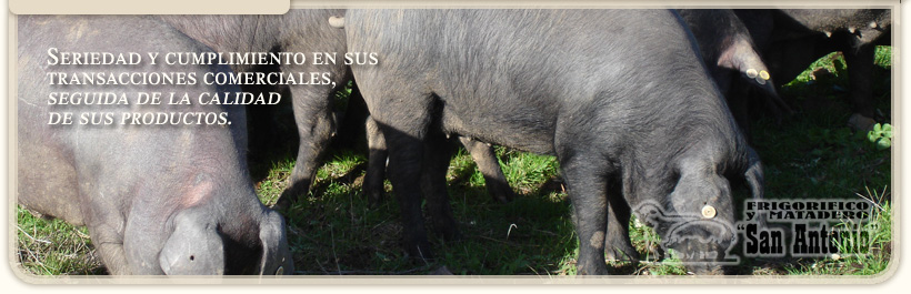 Lechones/Porcinos- Lechones y Cochinillos -> Frigorífico San Antonio