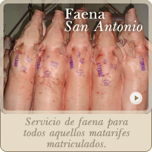 Servicio de Faena Frigorífico San Antonio