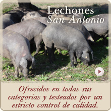 Lechones San Antonio