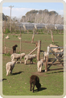 Frigorífico San Antonio