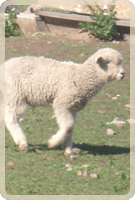 Exportación del Frigorífico San Antonio